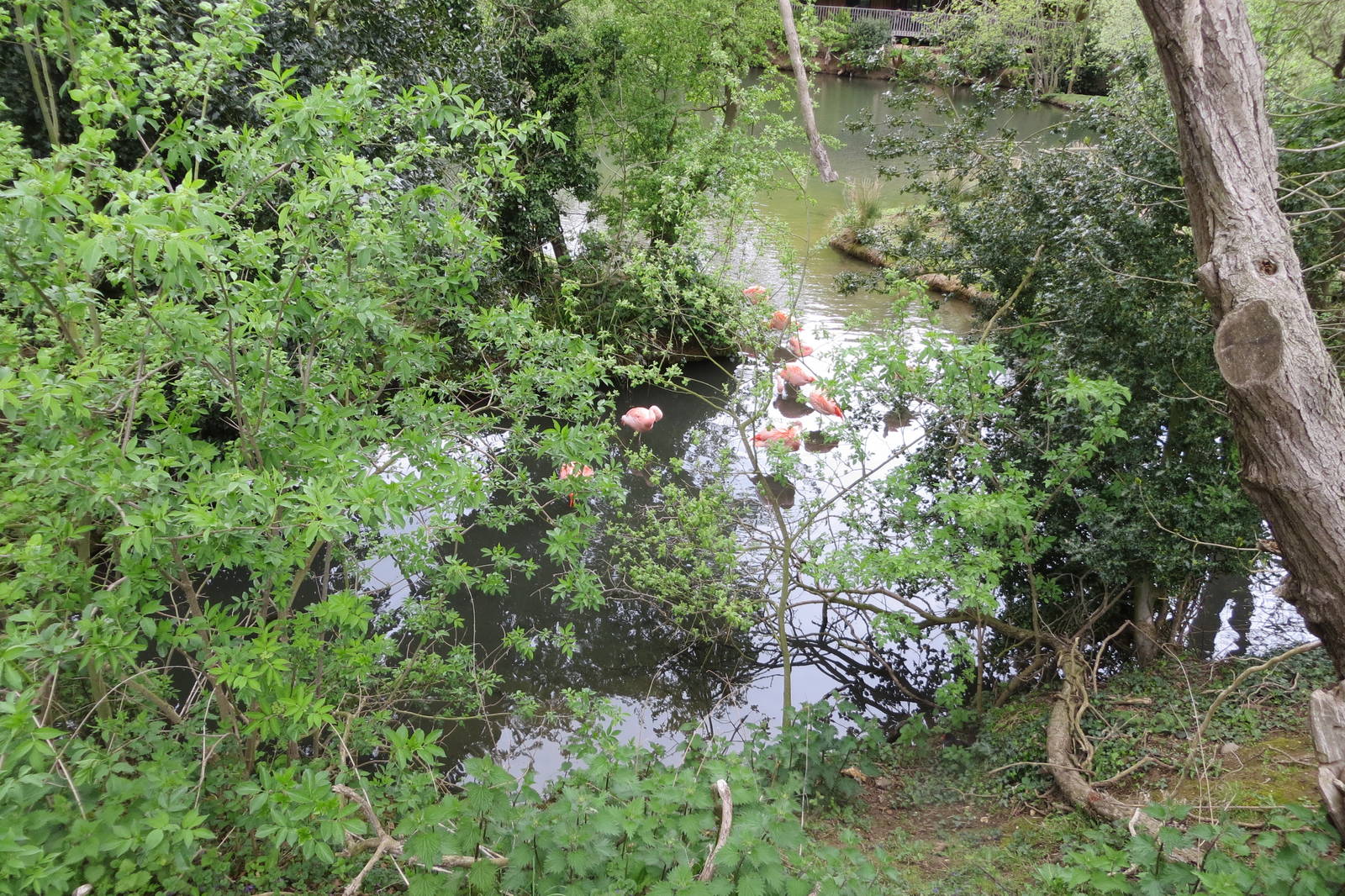 Chilean Flamingos 070515