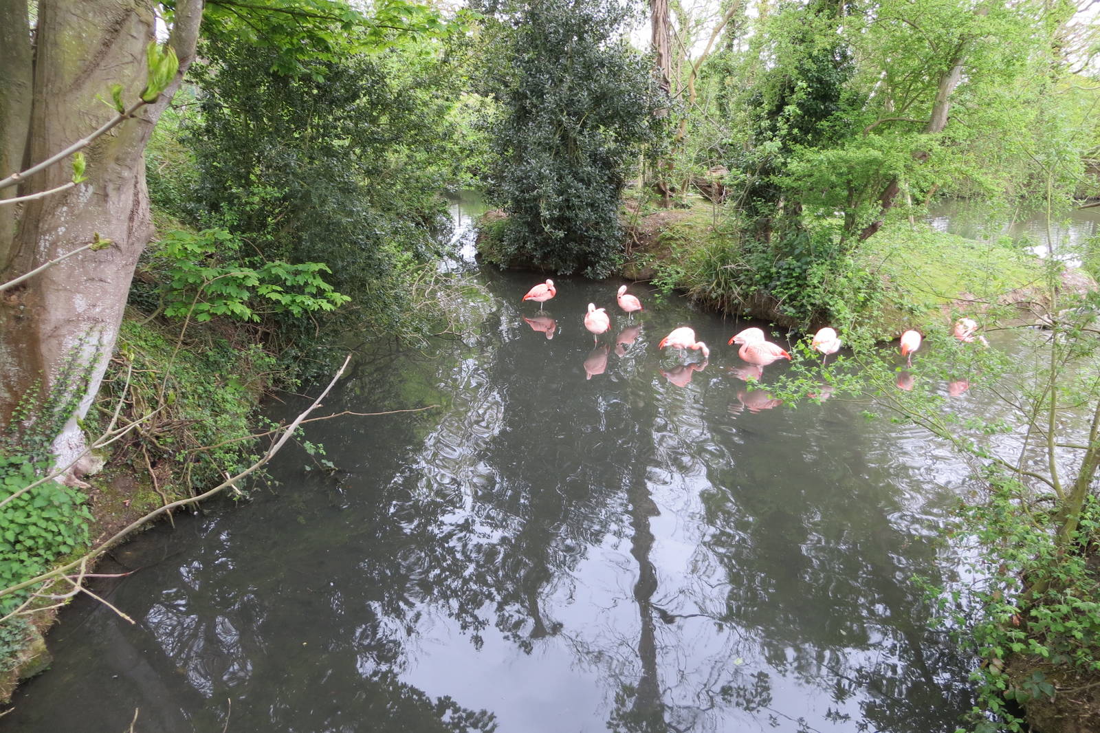 Chilean Flamingos 070515