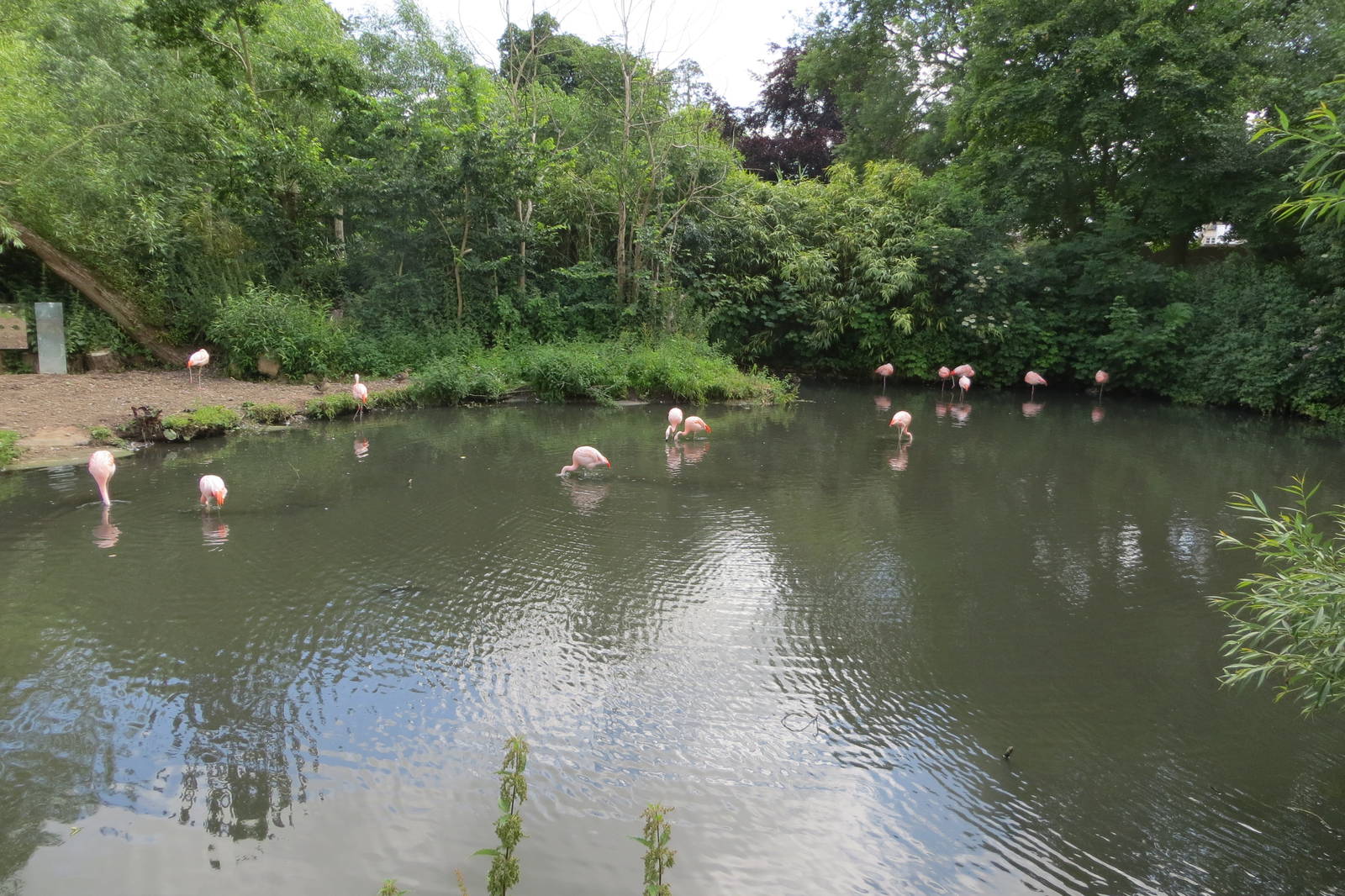 Chilean Flamingos 110715