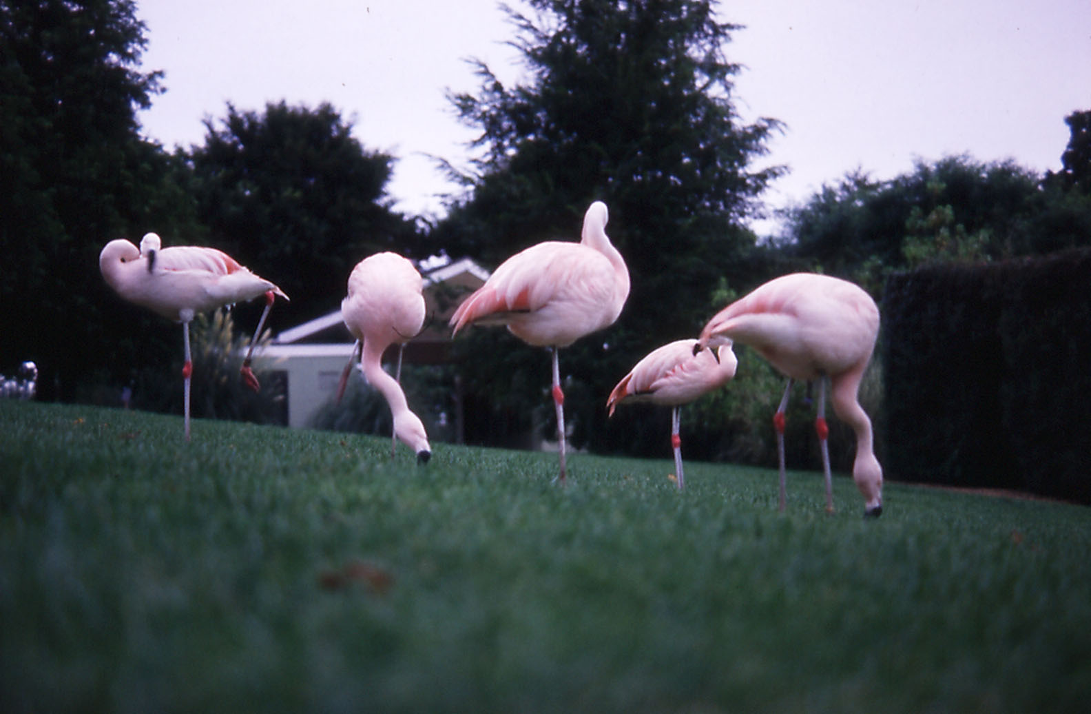 Chilean Flamingos - 1982