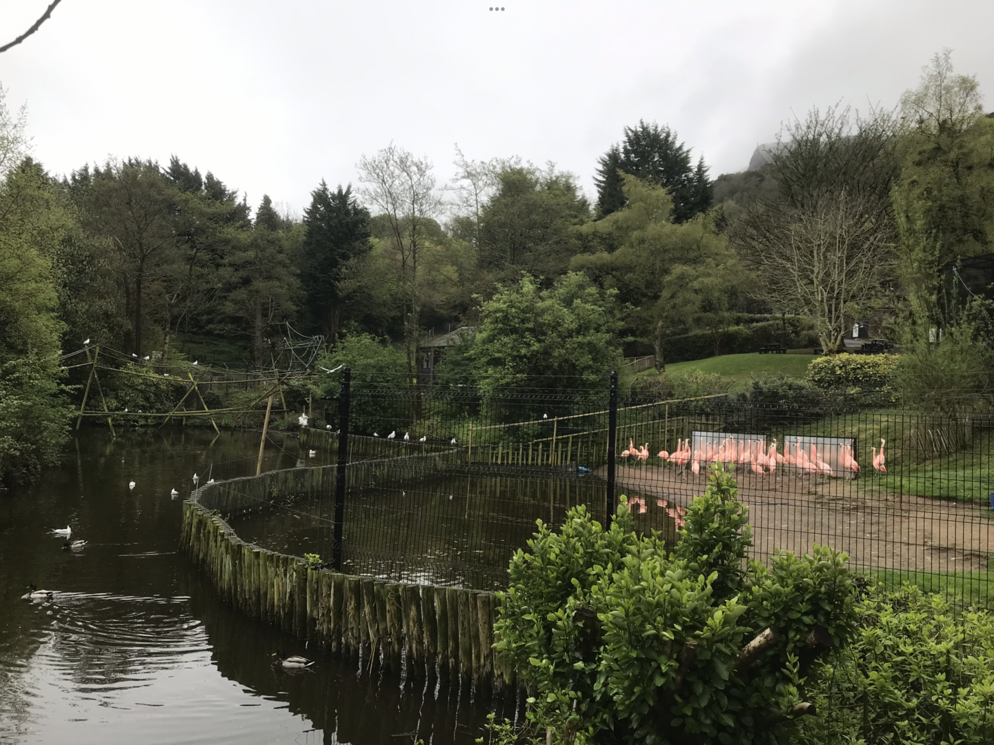 Chilean Flamingos 1st May 2022