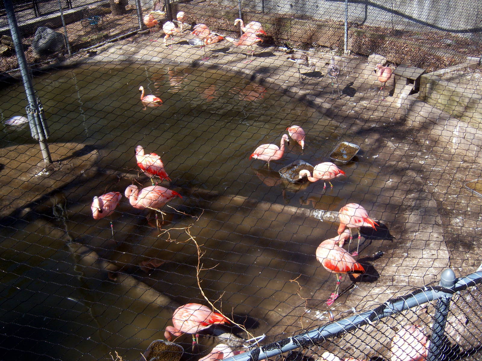 Chilean Flamingos - 2009