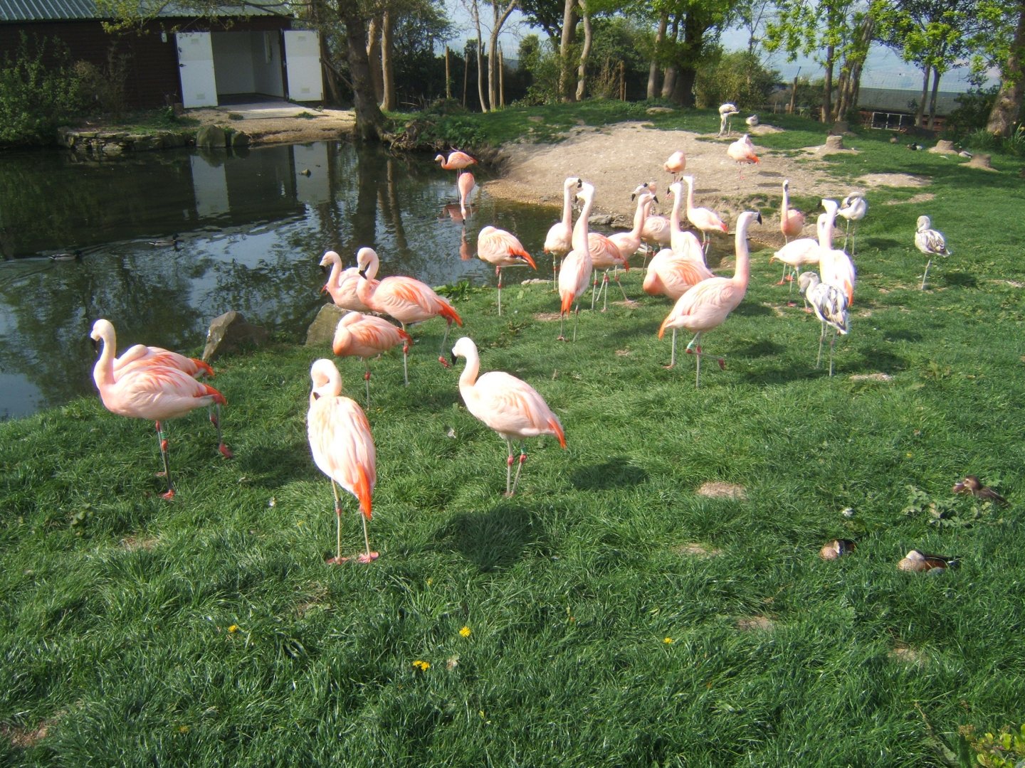 Chilean Flamingos 23/04/2019