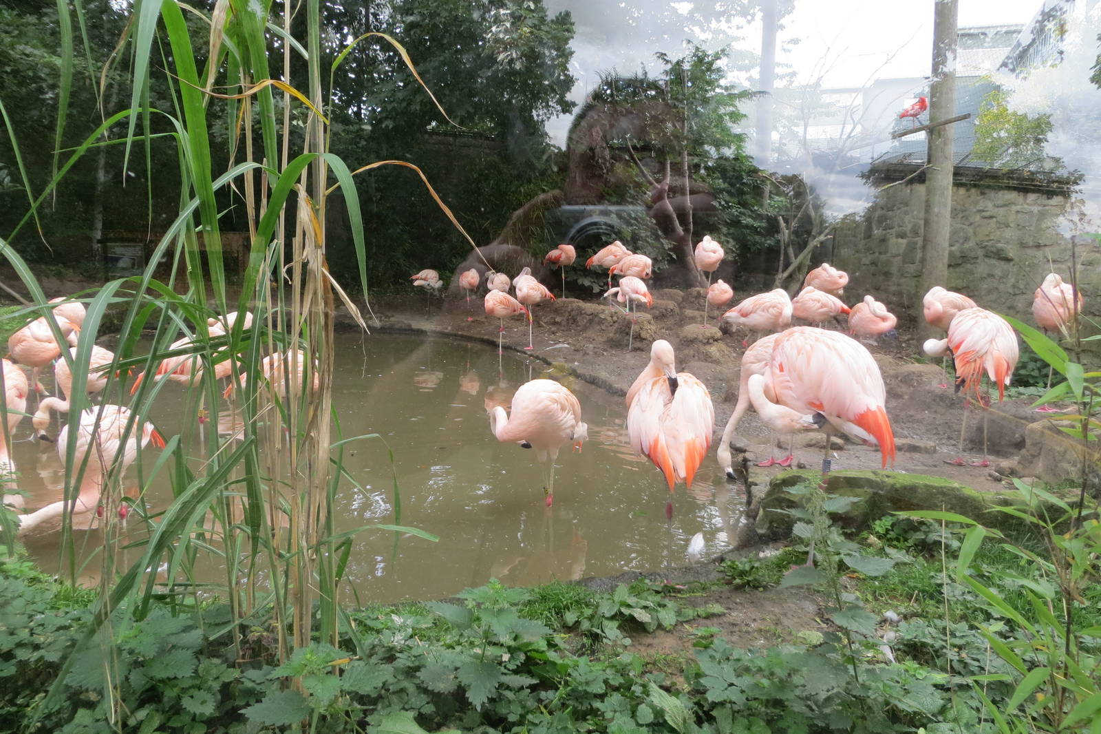 Chilean Flamingos 240815