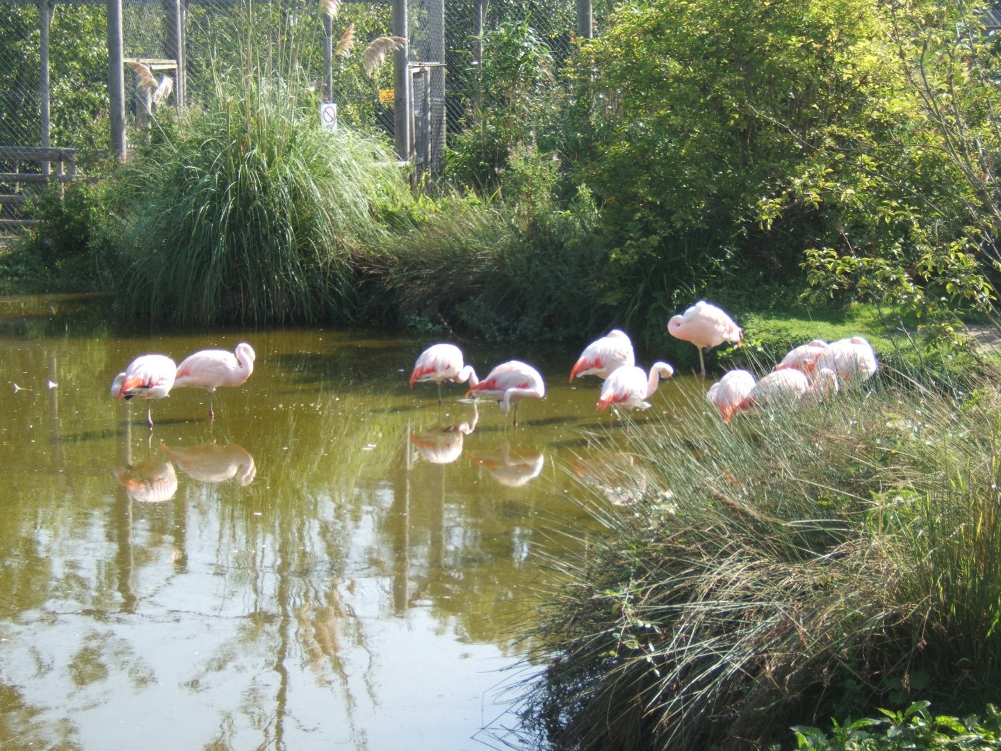 Chilean Flamingo's 27/08/2017