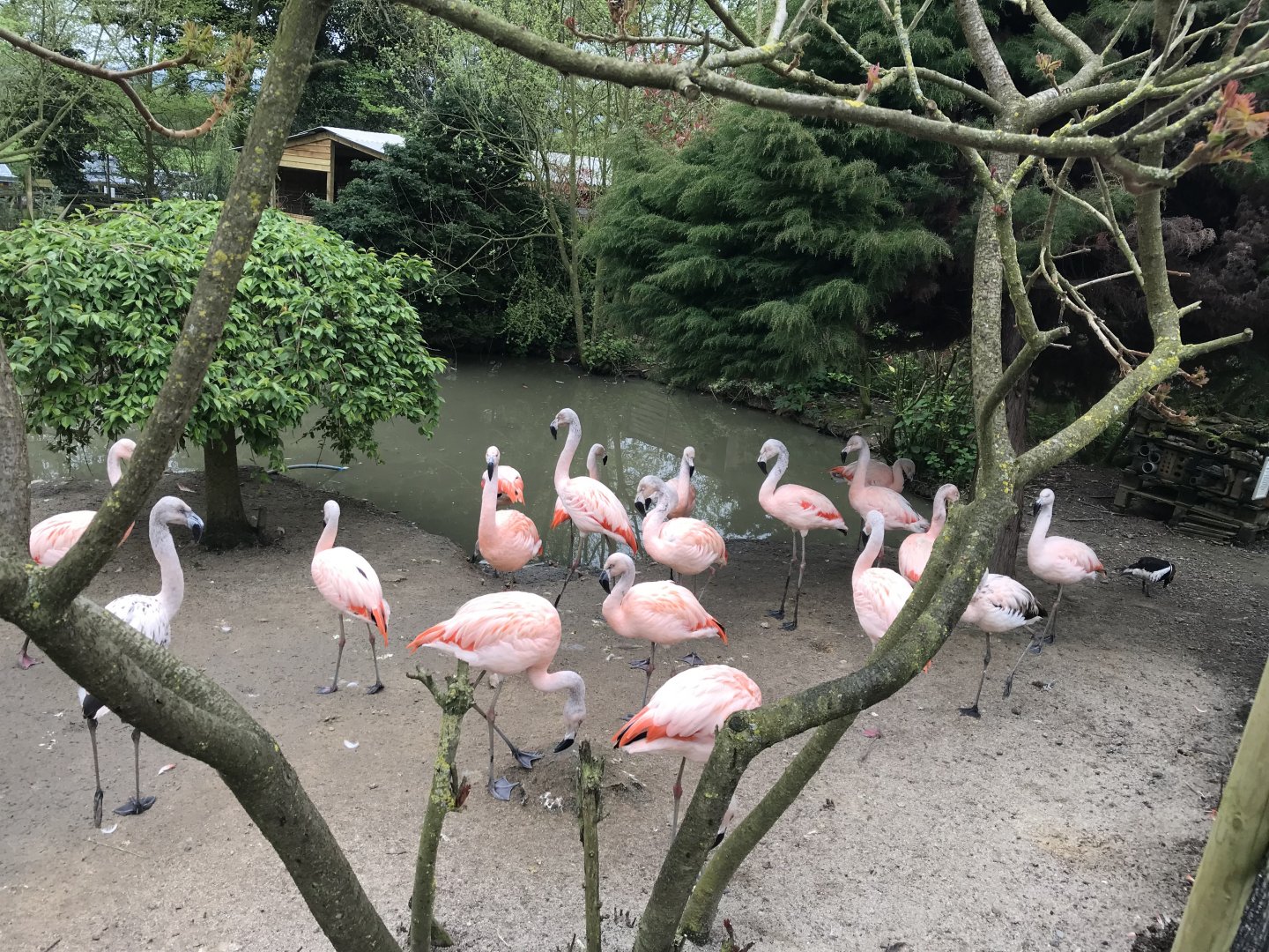 Chilean flamingos 280418