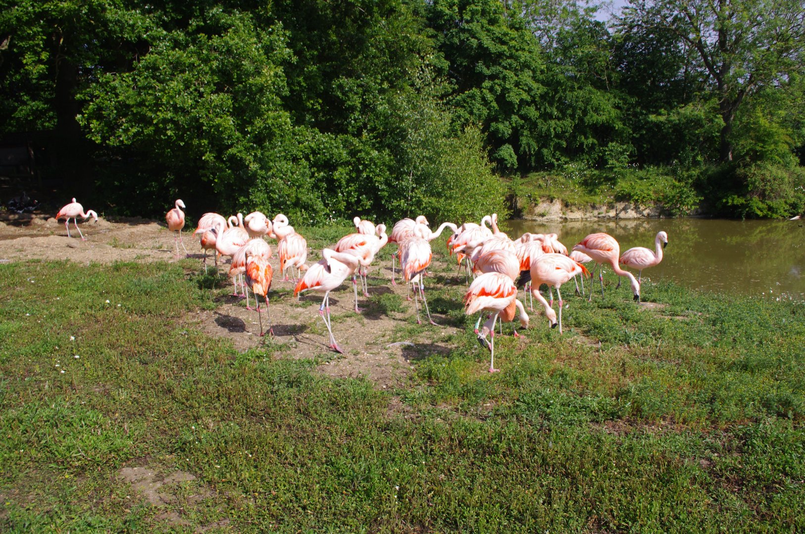 Chilean Flamingos- 3/6/2022