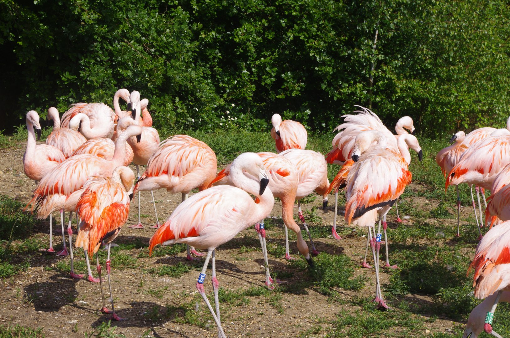 Chilean Flamingos- 3/6/2022