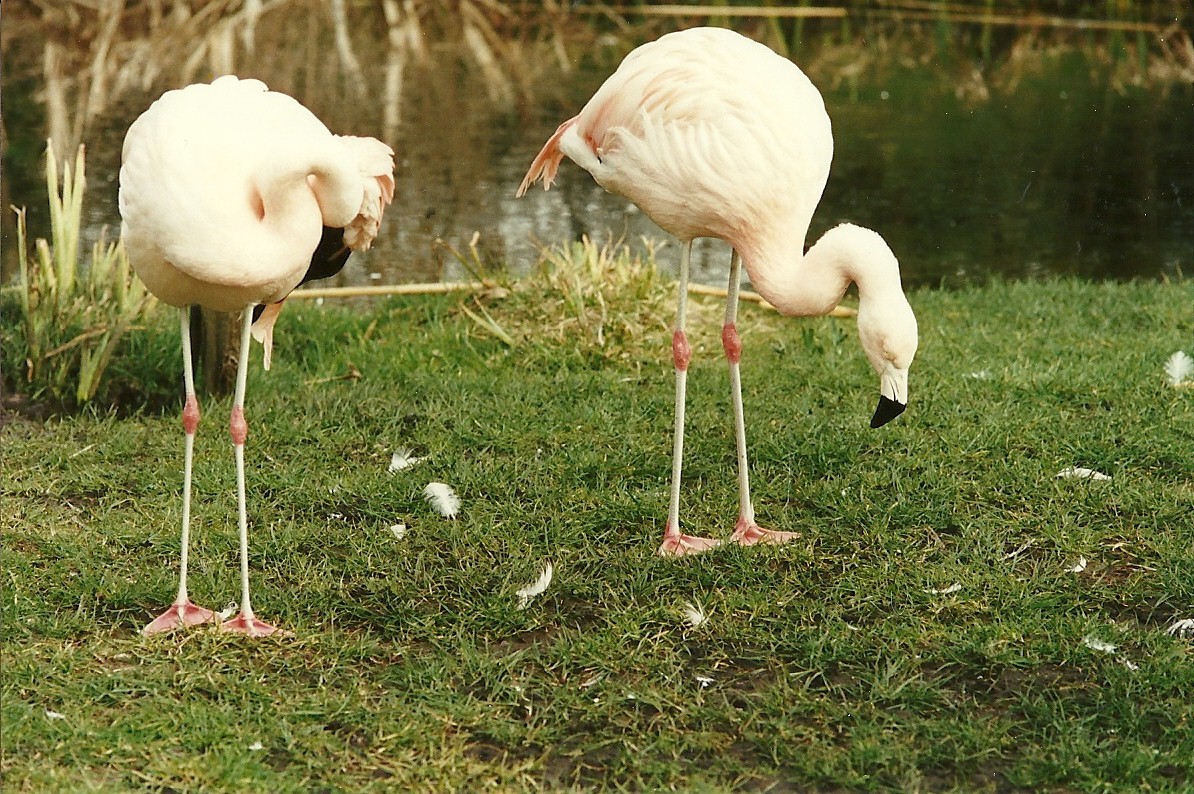 Chilean Flamingos 4th March 1995