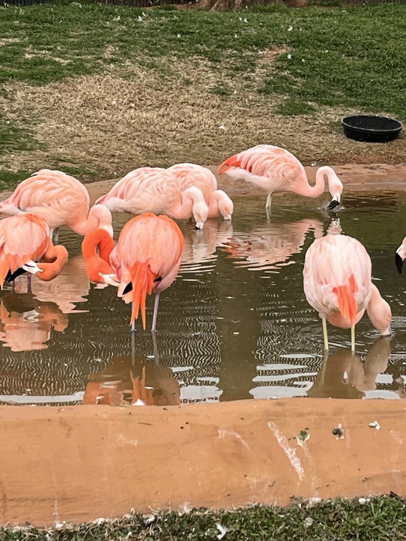 Chilean Flamingos and a few Caribbean Flamingos