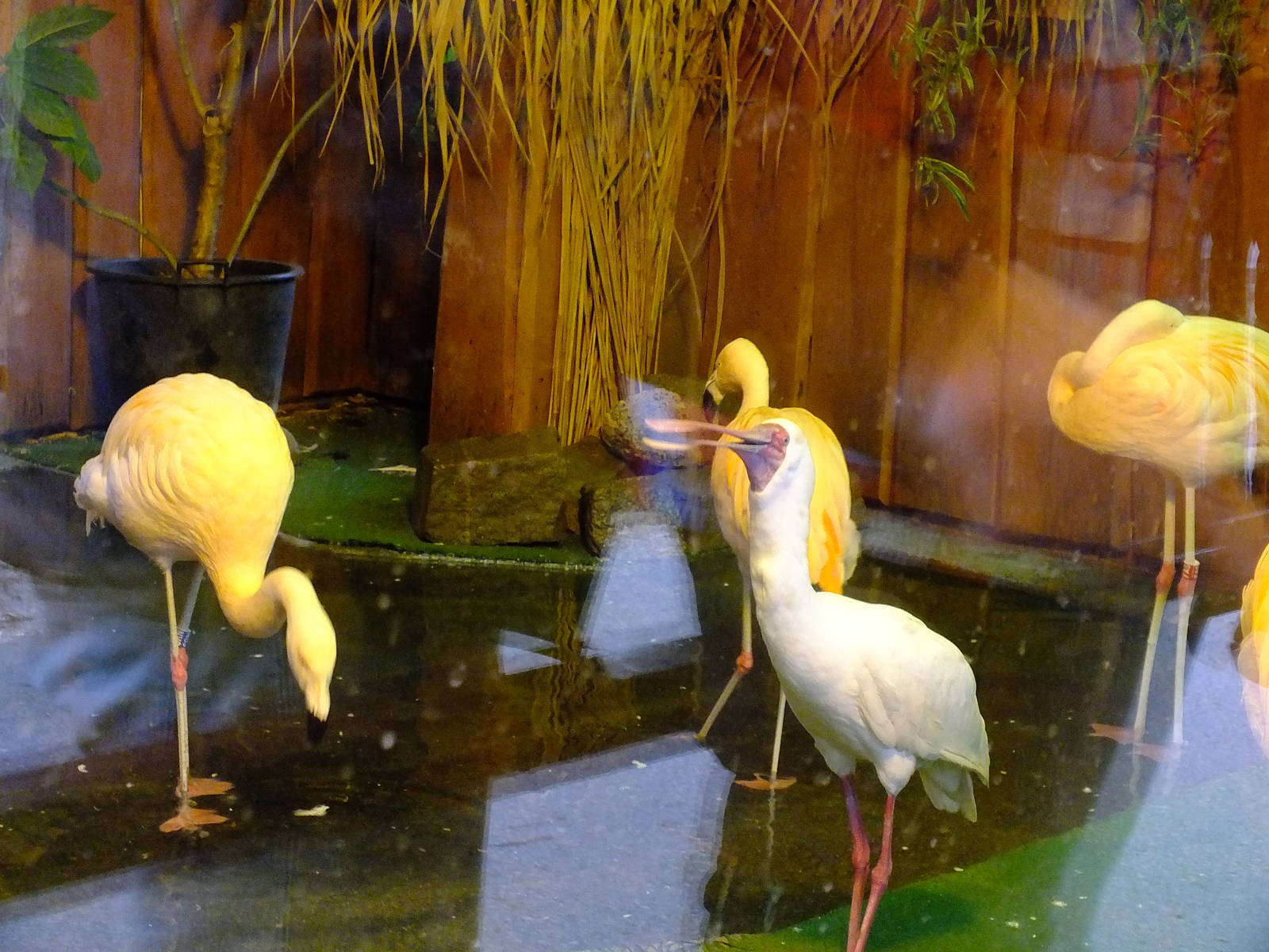 Chilean Flamingos and African spoonbill Indoors