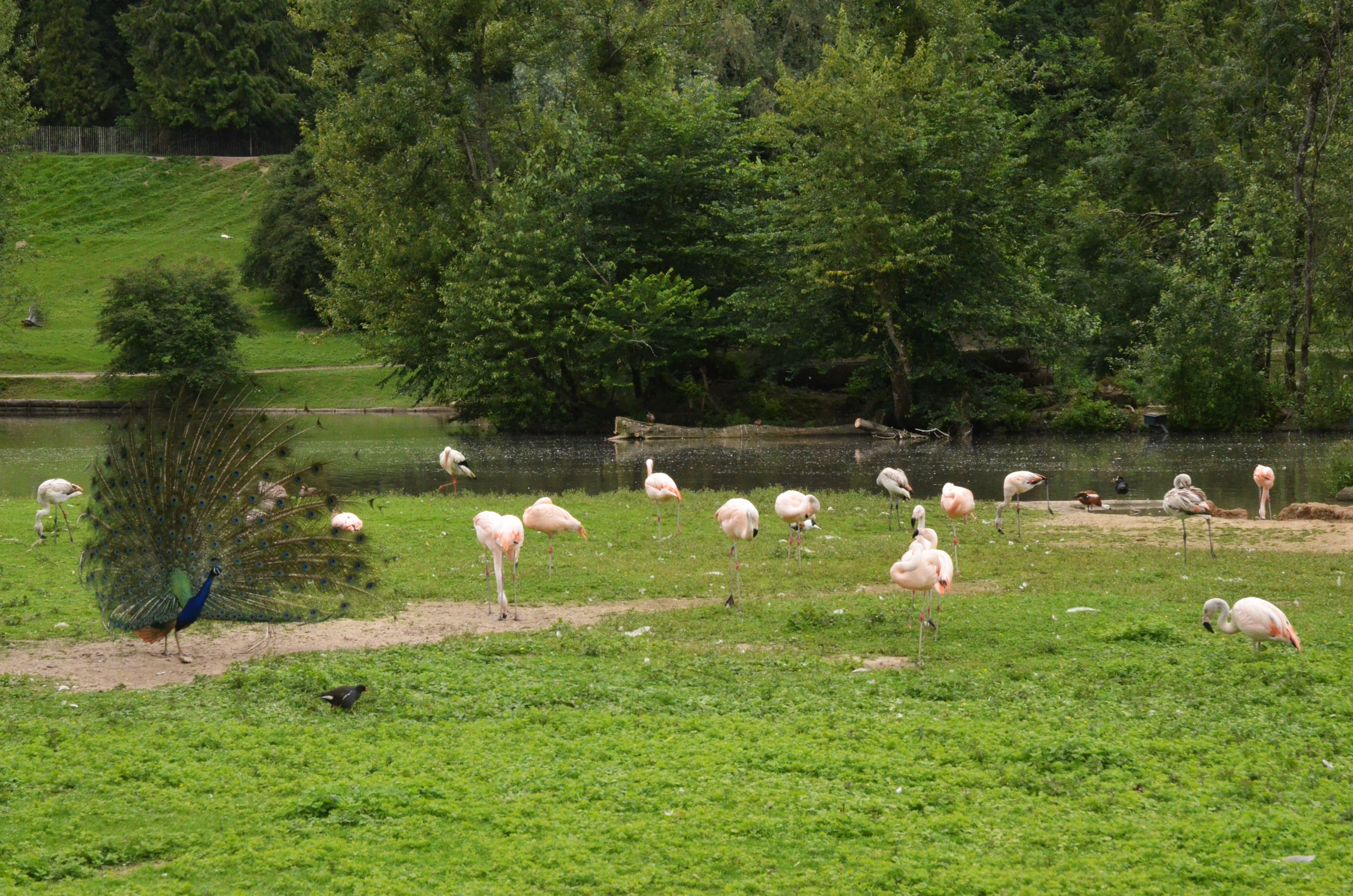 Chilean Flamingos and Blue Peafowl at Clères, 16/06/18