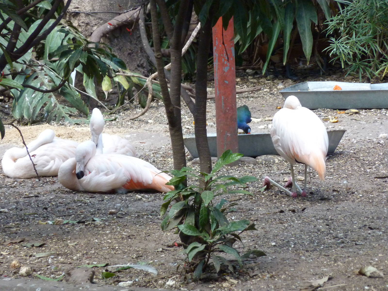 Chilean flamingos and gallinule