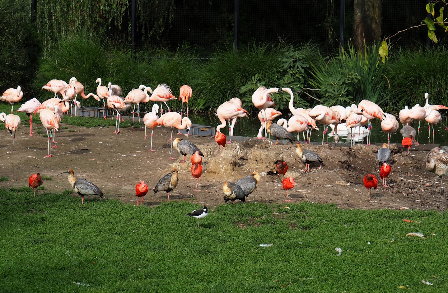 Chilean flamingos and ibises, 2023-10-04