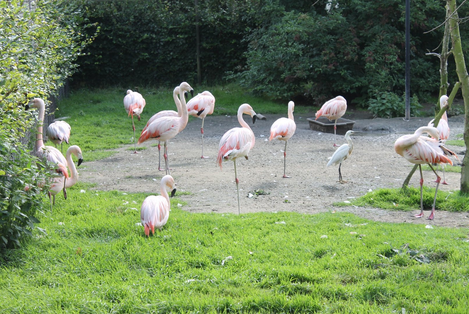 Chilean flamingos and Little egret