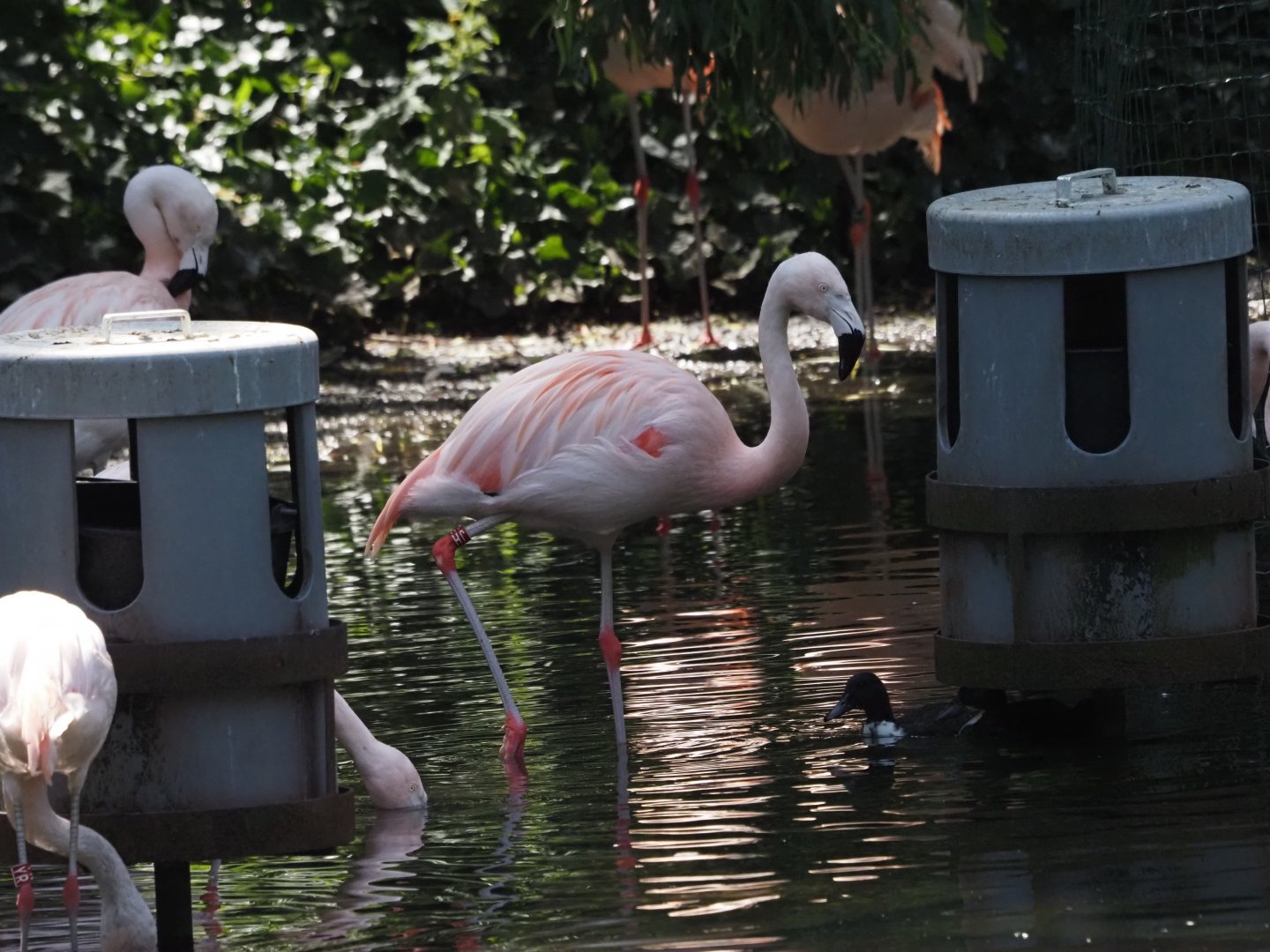 Chilean Flamingos and Pomeranian Duck (Possibly Wild)