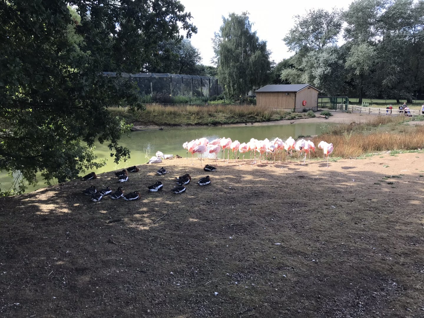 Chilean flamingos and Red-breasted geese 100818