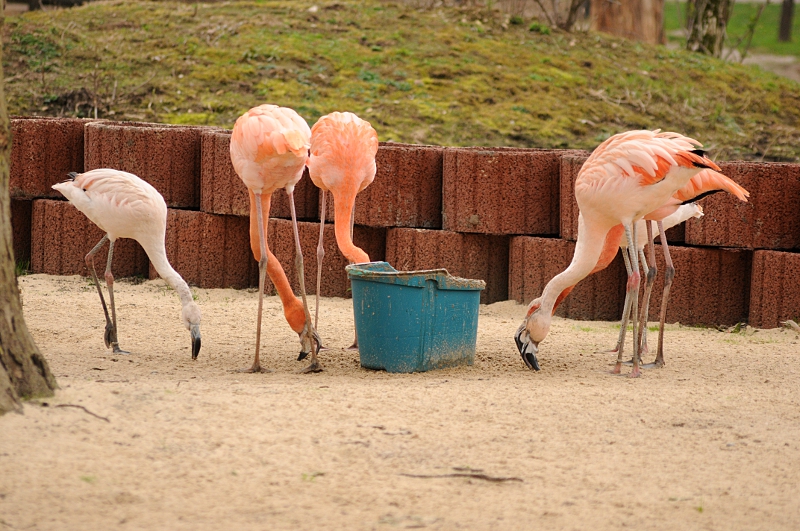 Chilean flamingos at Bad Pyrmont