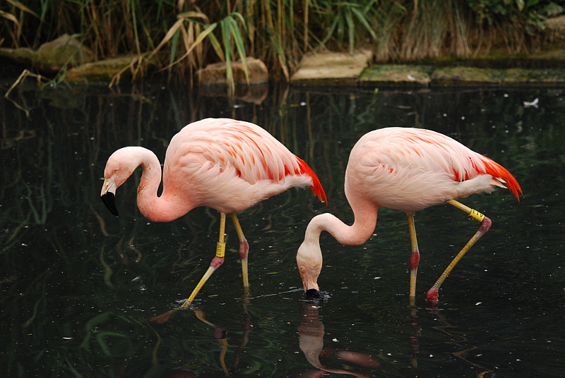 Chilean flamingos at Bernburg Tierpark