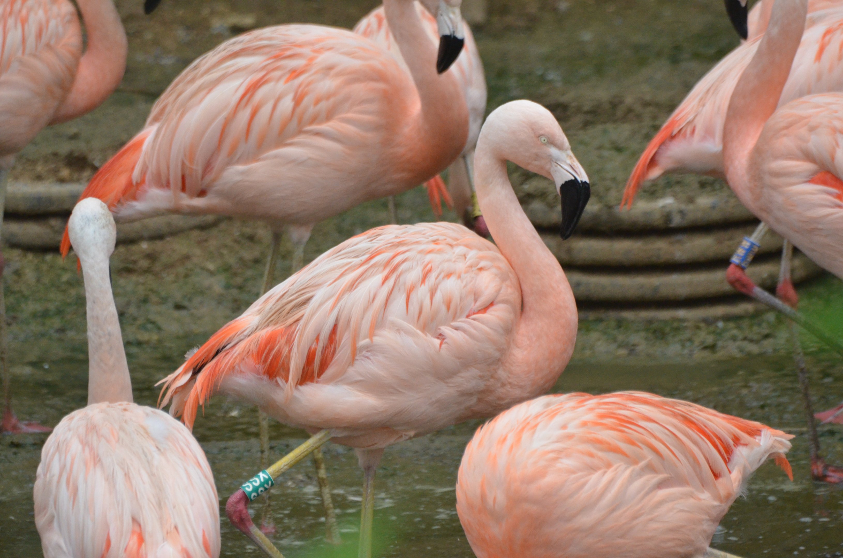 Chilean Flamingos at Doué-la-Fontaine, 15/06/18