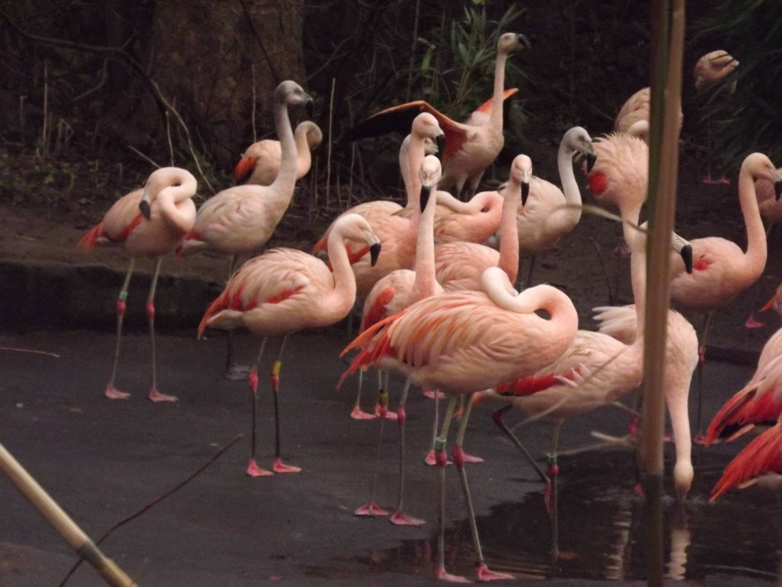 Chilean flamingos at Edinburgh Zoo 28/12/11