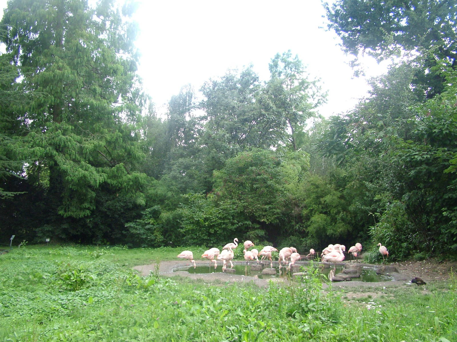 Chilean Flamingos at Frankfurt 31/08/10