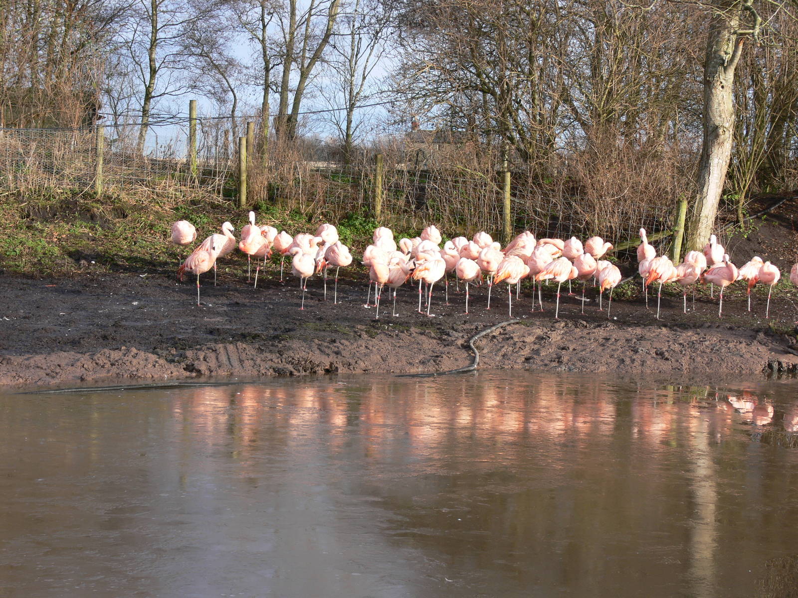 Chilean Flamingos at Martin Mere WWT 08/12/12