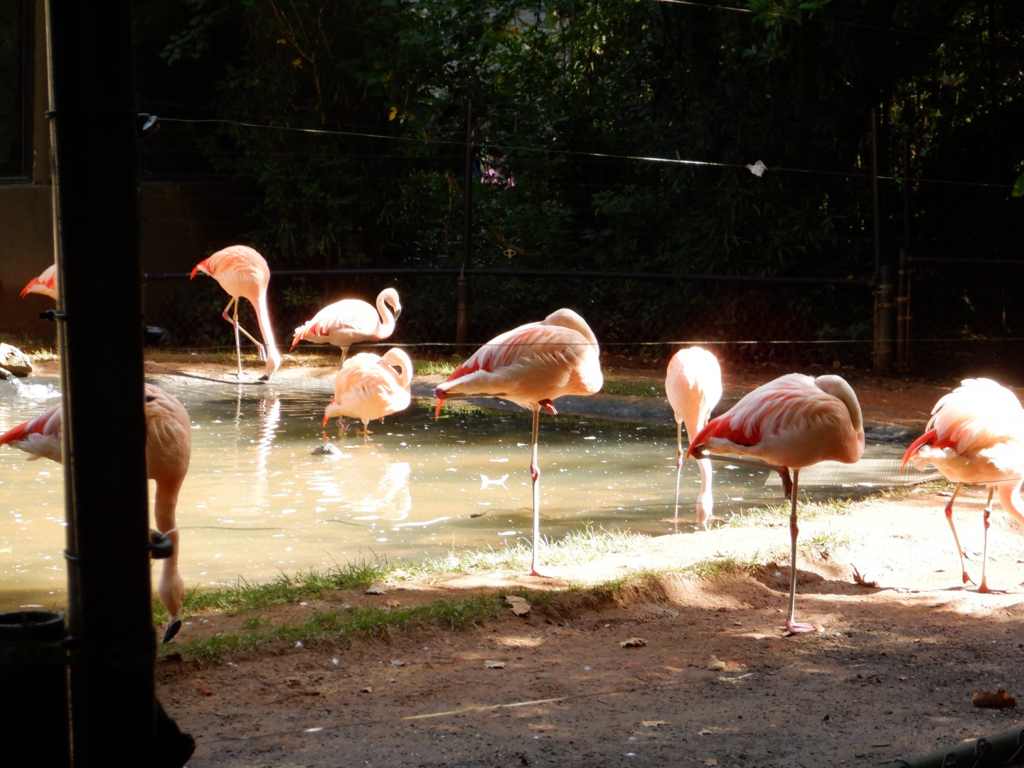 Chilean Flamingos at the North Carolina Zoo