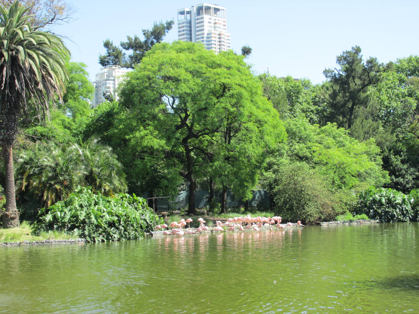 chilean flamingos BA zoo