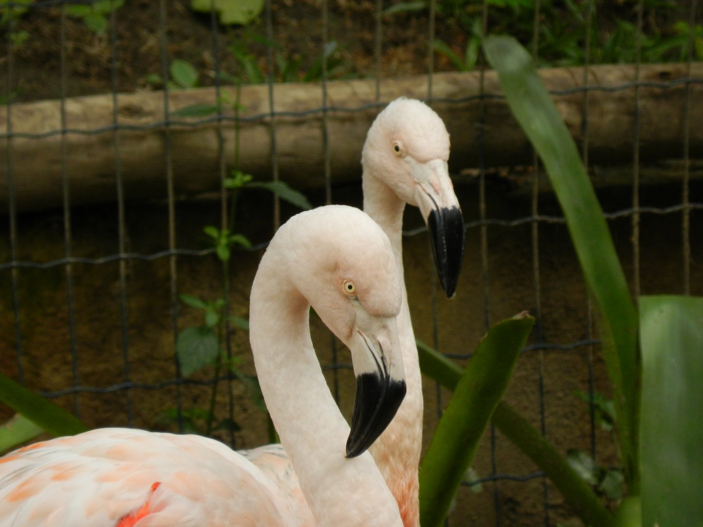 Chilean flamingos - BioParque do Rio