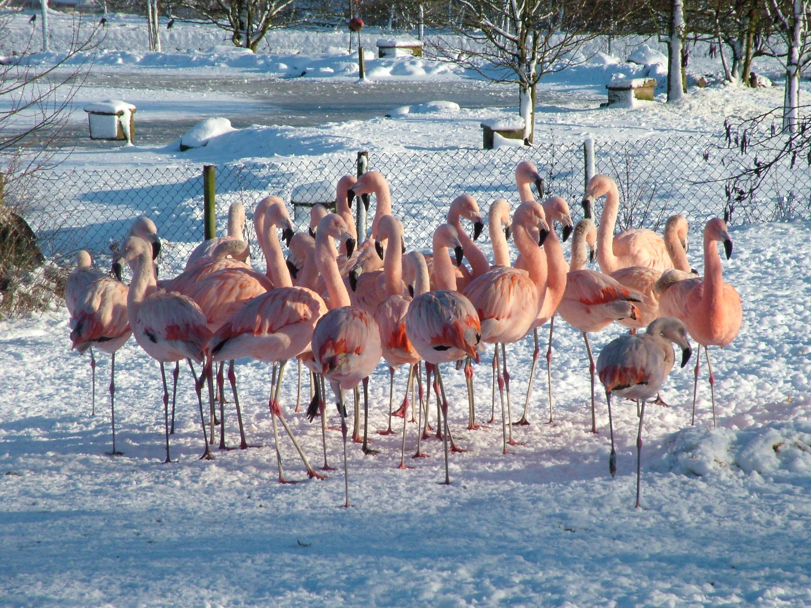 Chilean Flamingos, Blackbrook in the Snow, 03/01/10