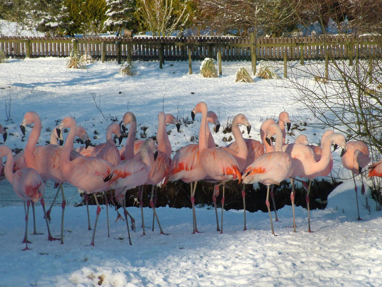 Chilean Flamingos, Blackbrook in the Snow, 03/01/10