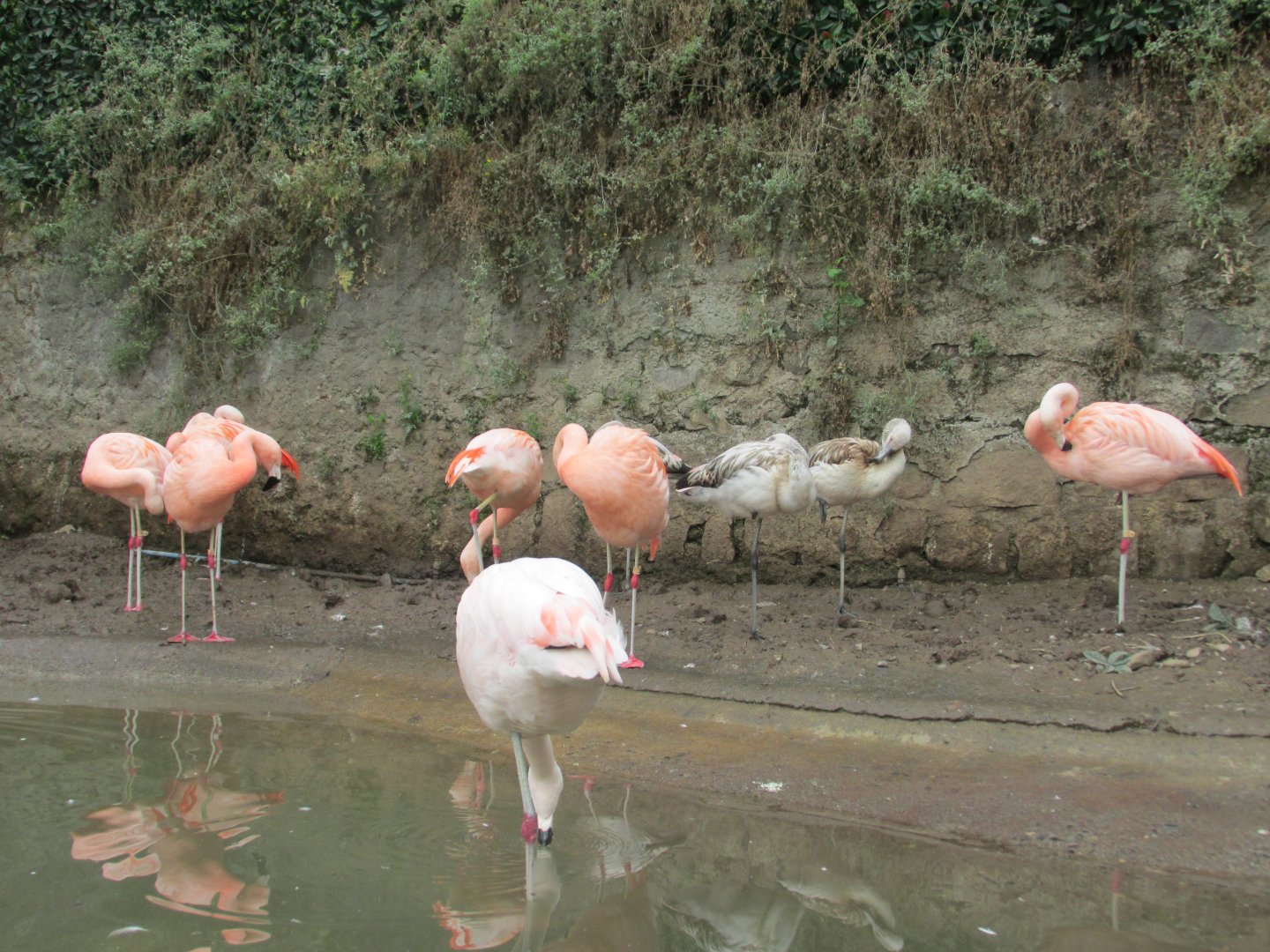 chilean flamingos breeding group
