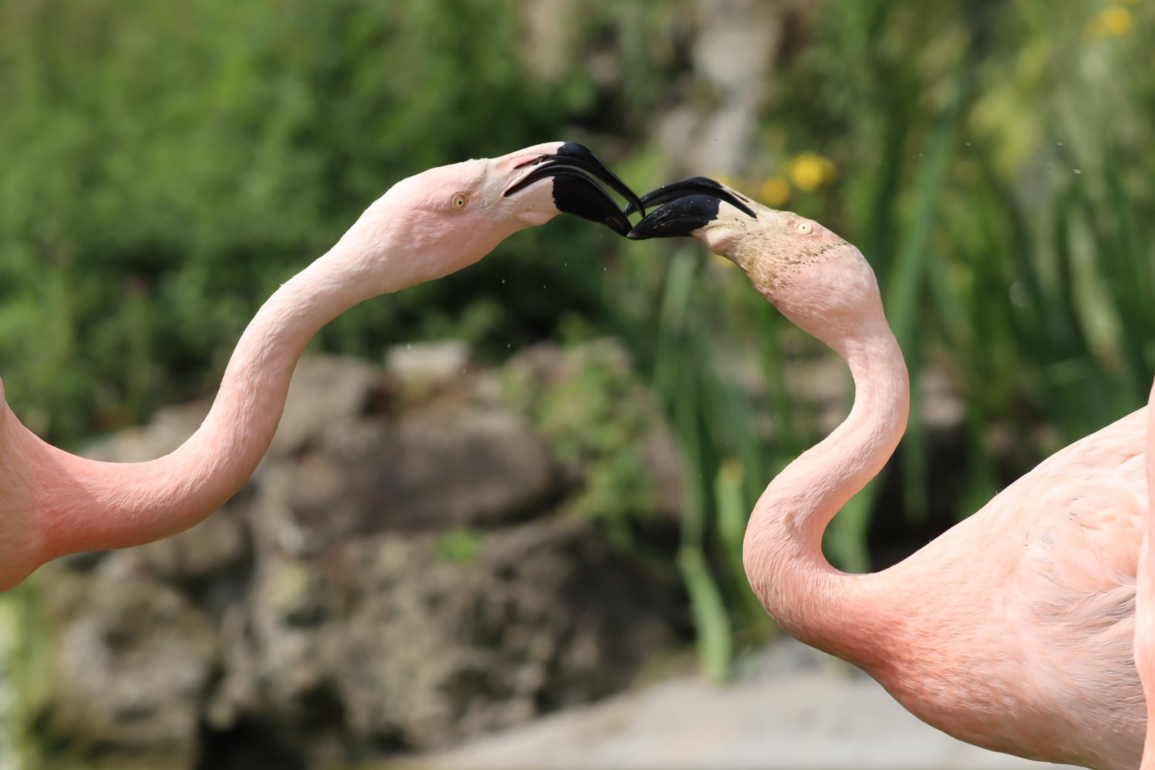 Chilean Flamingos Disagreeing