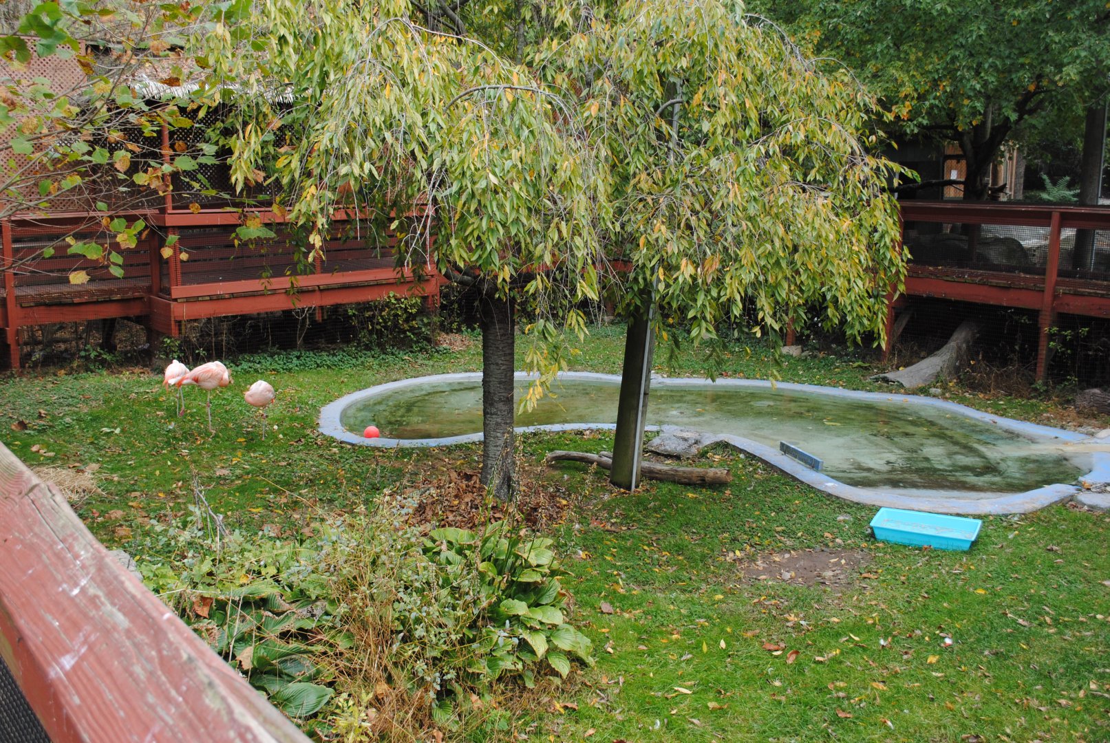 Chilean Flamingos' Exhibit
