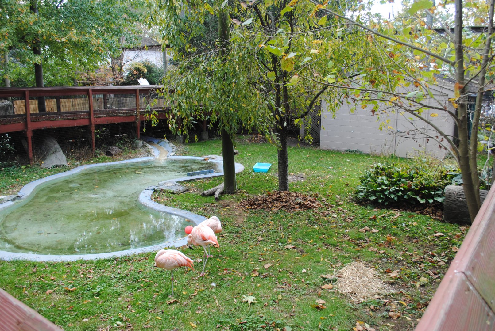 Chilean Flamingos' Exhibit