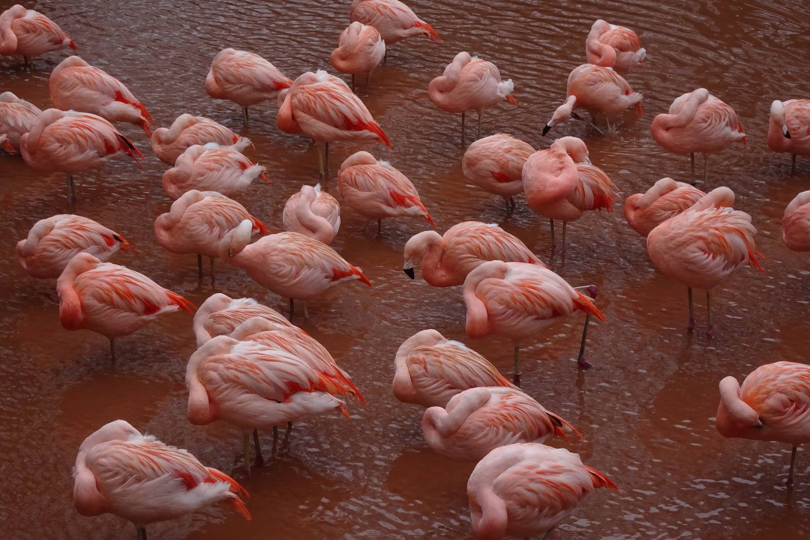 Chilean Flamingos, February 2016