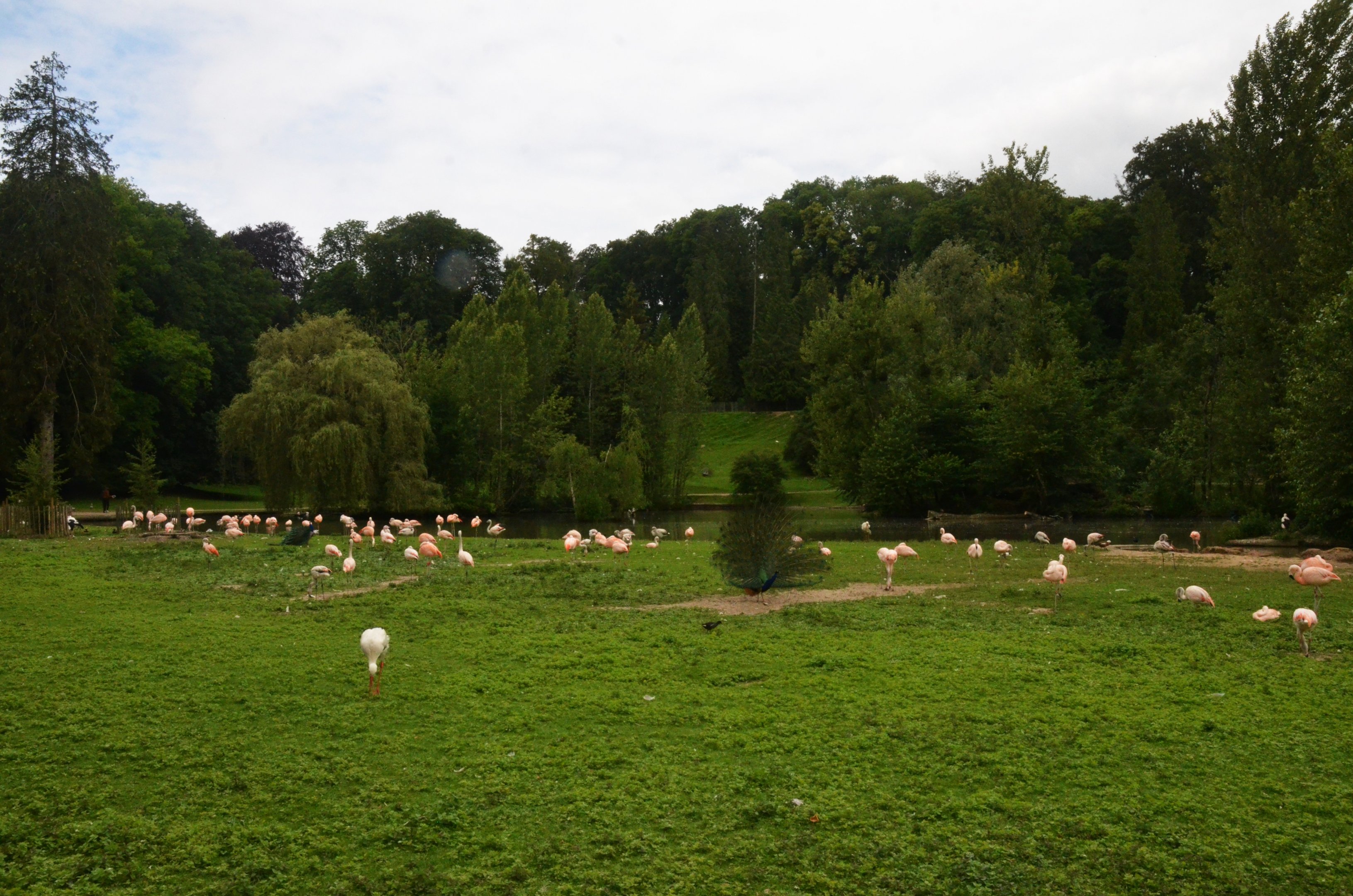 Chilean Flamingos in Parkland at Clères, 16/06/18