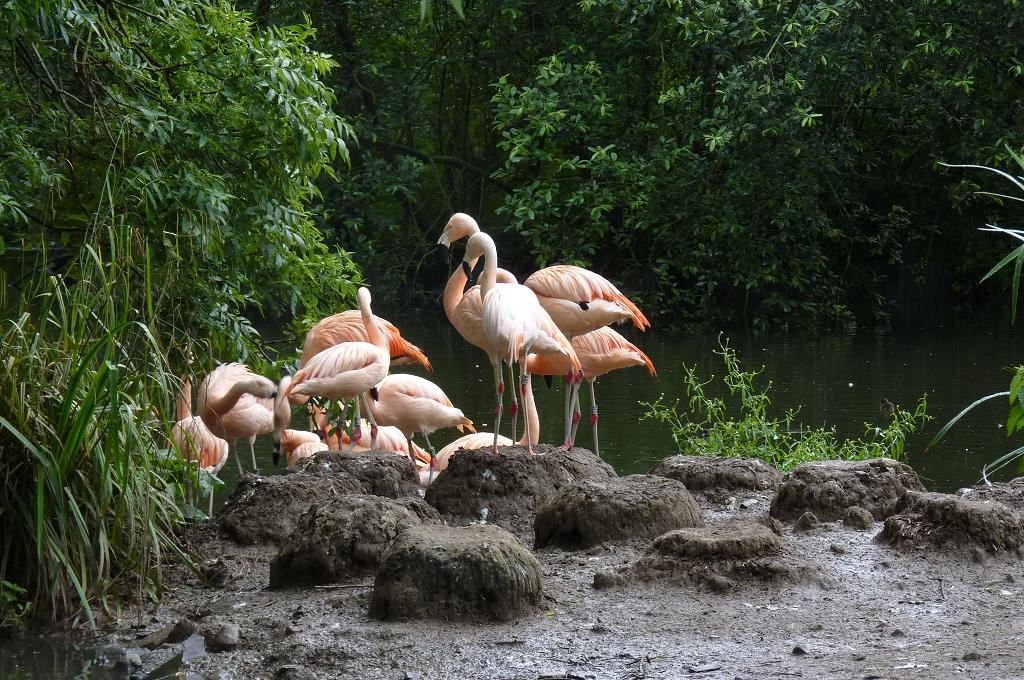 Chilean Flamingos, June 2012