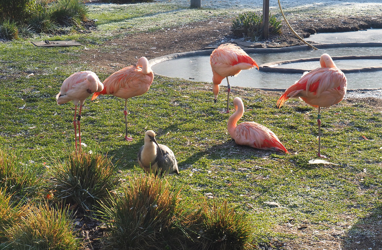 Chilean flamingos, Lesser flamingo and Black-faced ibis, 2021-12-22