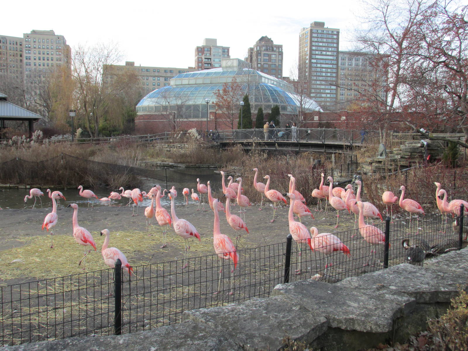 chilean flamingos lpz