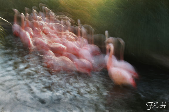 chilean flamingos - March 3, 2012