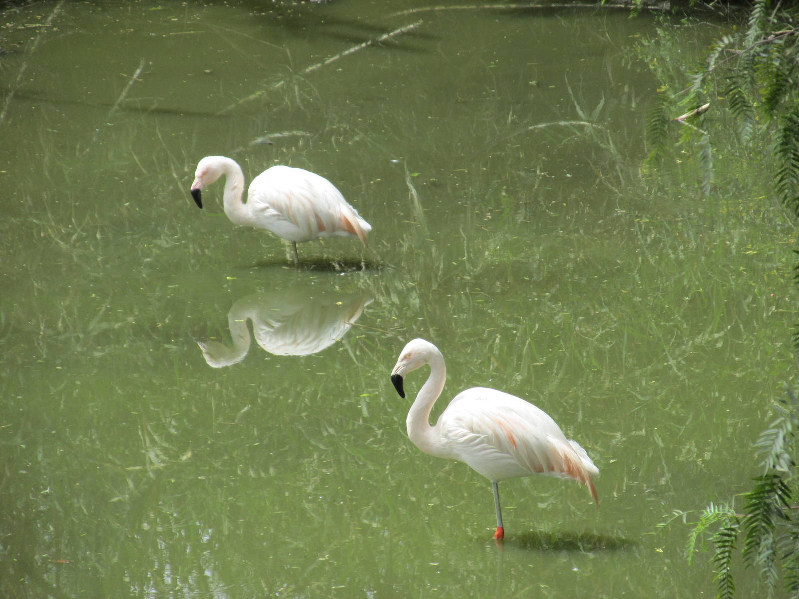 chilean flamingos mendoza zoo