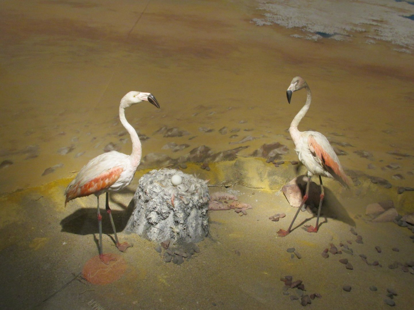 chilean flamingos museo de historia natural santiago chile