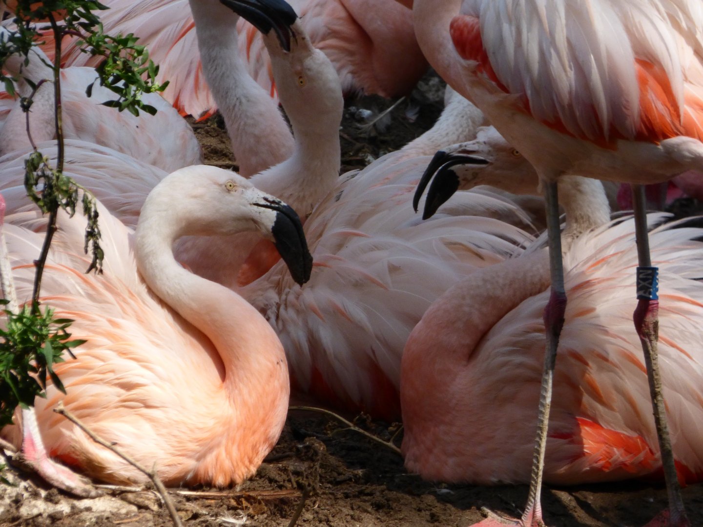 Chilean Flamingos Nesting