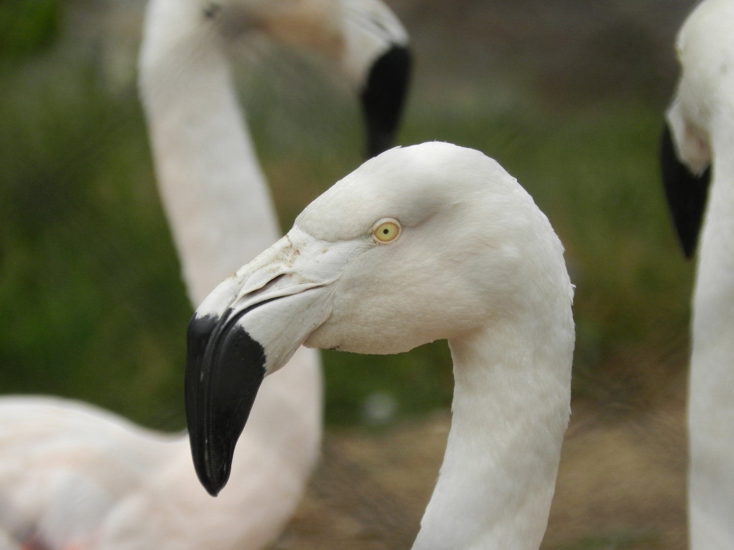 Chilean flamingos - Parque de Las Leyendas