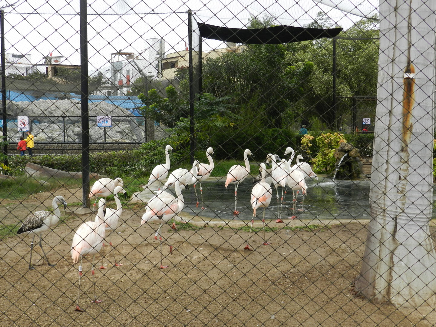 Chilean flamingos - Parque de Las Leyendas