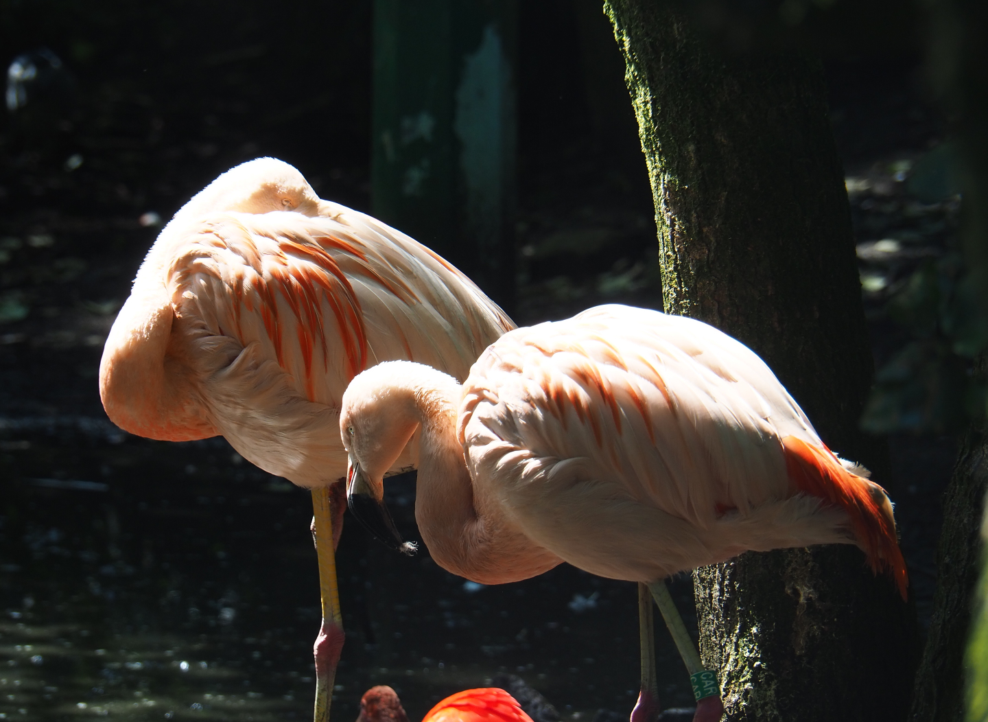 Chilean flamingos (Phoenicopterus chilensis), 2019-08-04
