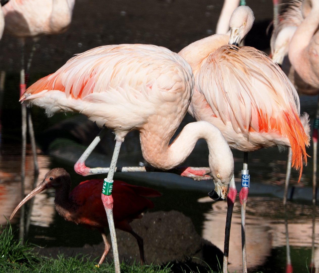 Chilean flamingos (Phoenicopterus chilensis), 2020-10-10