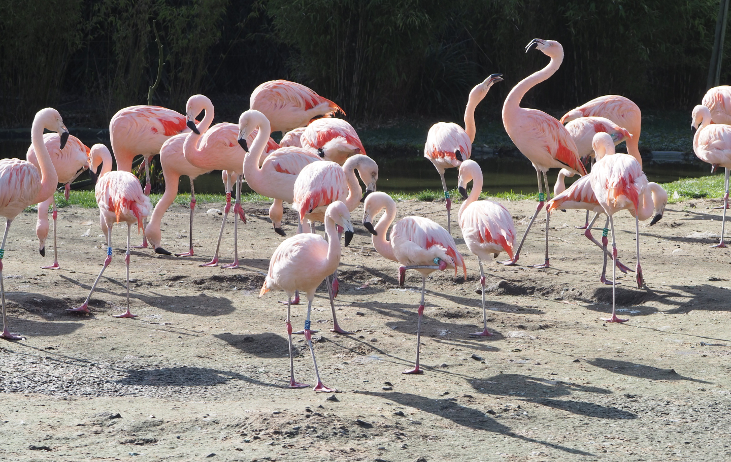 Chilean flamingos (Phoenicopterus chilensis), 2021-02-23